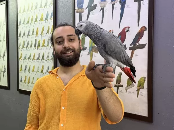 100 Kelime Konuşan Üst Düzeyde Jako Papağanı
