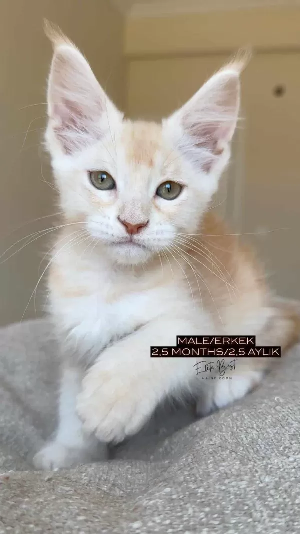 Türkiyenin Her Yerine Teslim Xxl Maine Coon Kediler