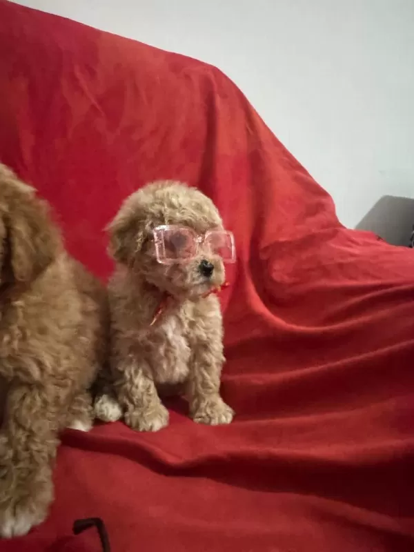 Oyuncak Gibi Sevimli Dizayn Maltipoo Bebekleri