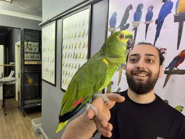 California Bluefront Amazon Papağanı