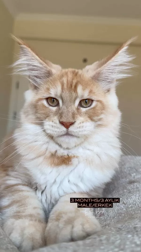 Türkiyenin Her Yerine Teslim Xxl Maine Coon Kediler