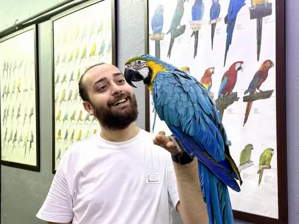 Full Evcil Eğitimli Konuşan Macaw Papağanı