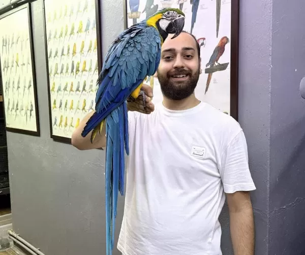 Full Evcil Eğitimli Konuşan Macaw Papağanı