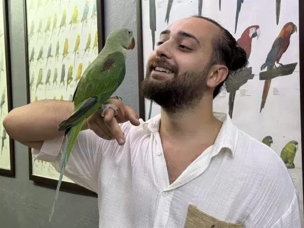 Yavru Evcil Bebek Alexander İskender Papağanı