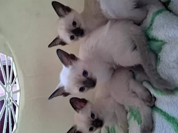 Safkan Kieik Kuyruk Siyam Kedi Yavruları