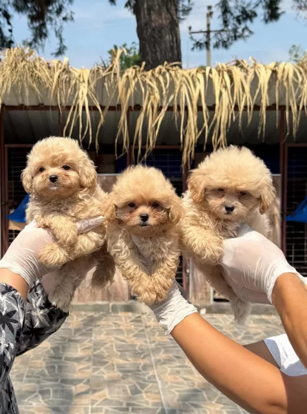 Maltipoo Yavrularımız Yeni Yuvalarını Arıyor