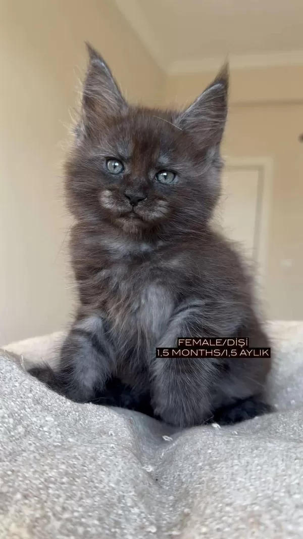 Türkiyenin Her Yerine Teslim Xxl Maine Coon Kediler