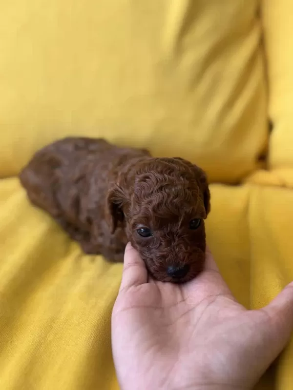 Kahverengi Mini Toy Poodle Bebekler