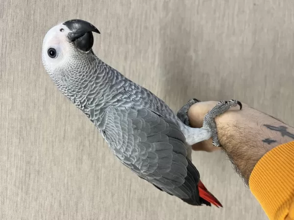 100 Kelime Konuşan Evcil Jako Papağanimiz