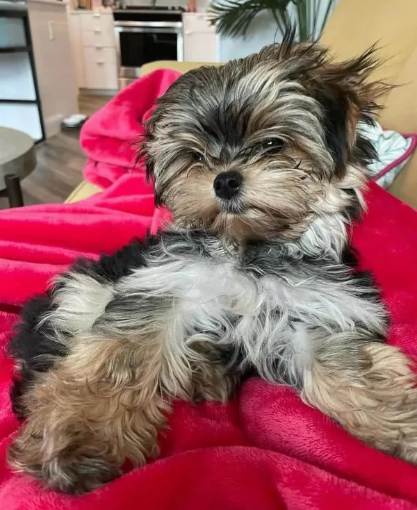 Morkie Kopegimiz 2 Aylık Çok Tatlı