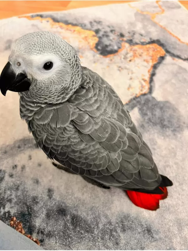 Eğitimli Evcil Konuşan Jako Papağani