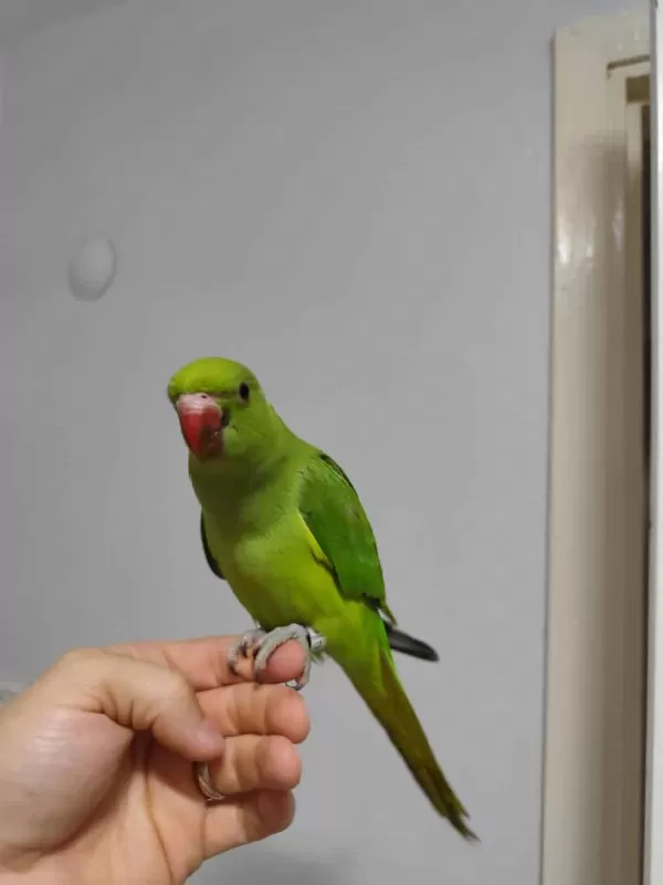 Yavru El Besleme Pakistan Papağanımız