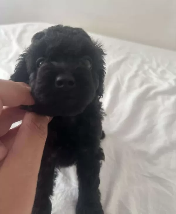 Toy Poodle Yavru Ucretli Sahiplendirme