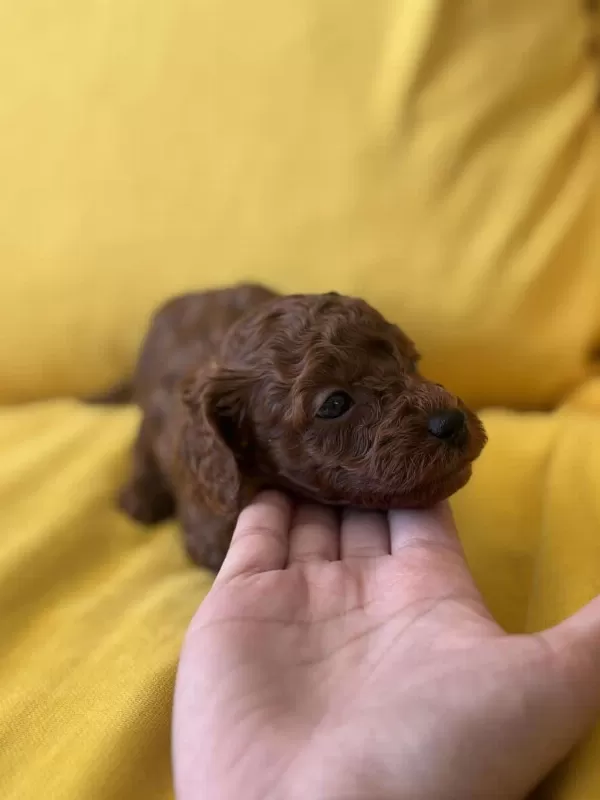 Kahverengi Mini Toy Poodle Bebekler