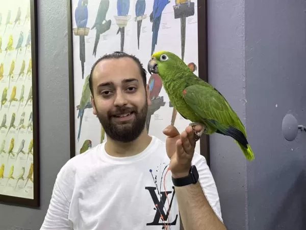 Eğitimli Kapalı Bilezik Sarı Alın Amazon Papağanı