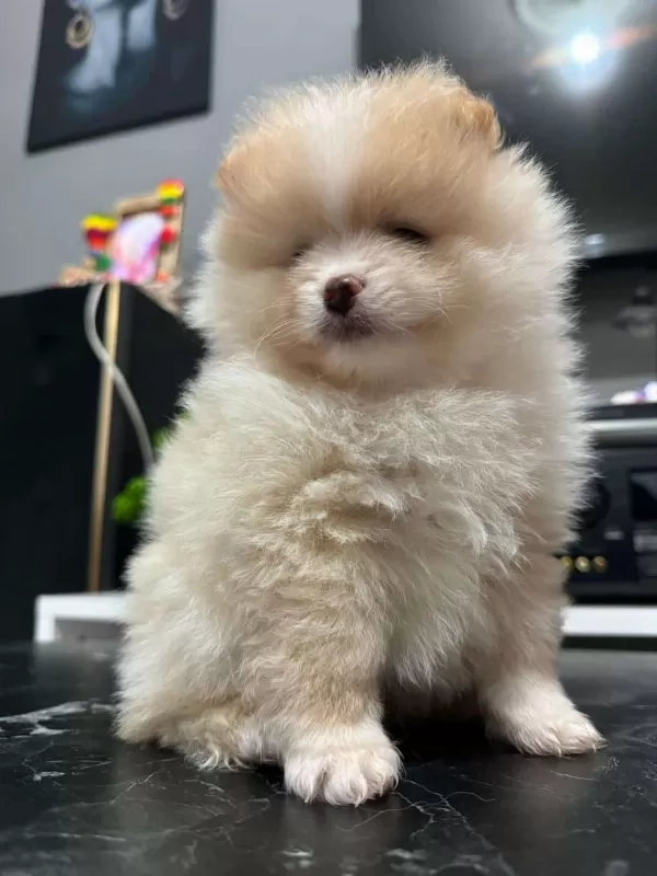 3 Aylık Pomerian Erkek Yavru İstanbul