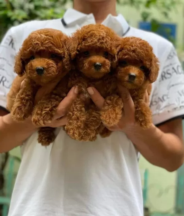 En Koyusu En Micro Safkan Toypoodle