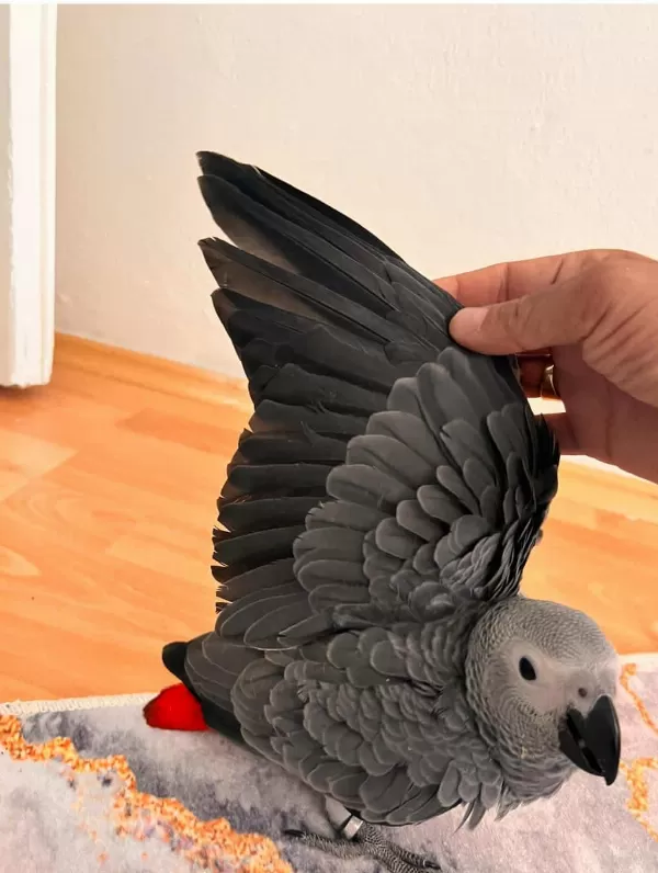 Eğitimli Evcil Konuşan Jako Papağani