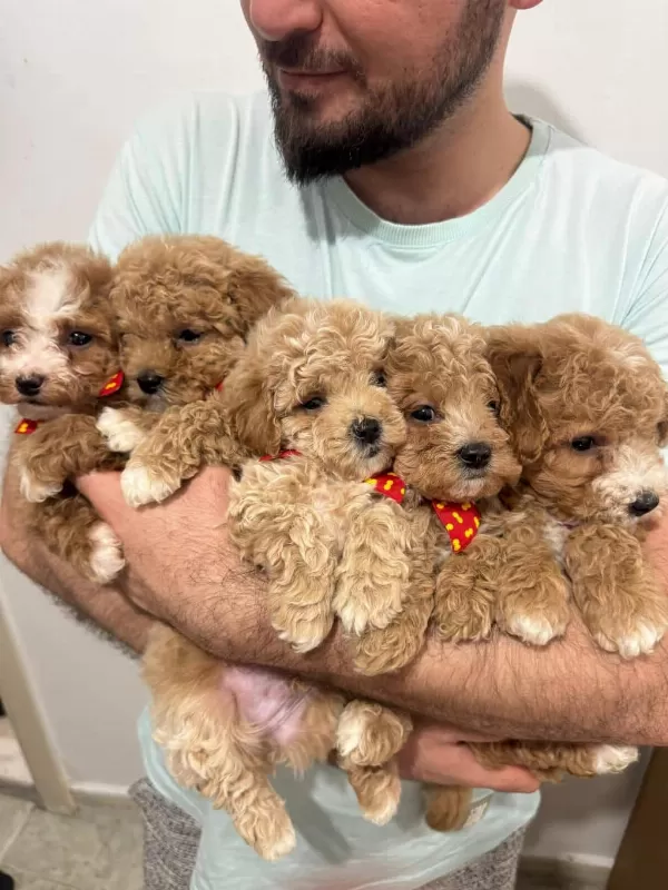 Oyuncak Gibi Sevimli Dizayn Maltipoo Bebekleri