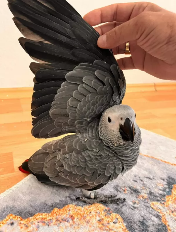 Eğitimli Evcil Konuşan Jako Papağani