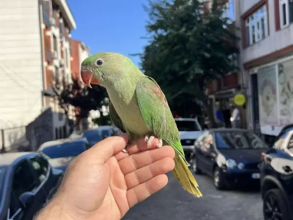 70 Günlük Bebek Alexander Papağanimiz