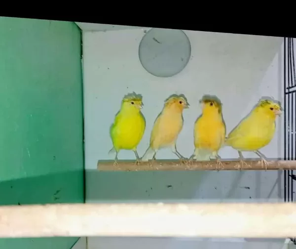Erkek Ve Dişi Öten Kanaryalarım