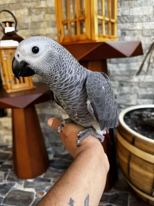 100 Kelime Konuşan Evcil Jako Papağanı