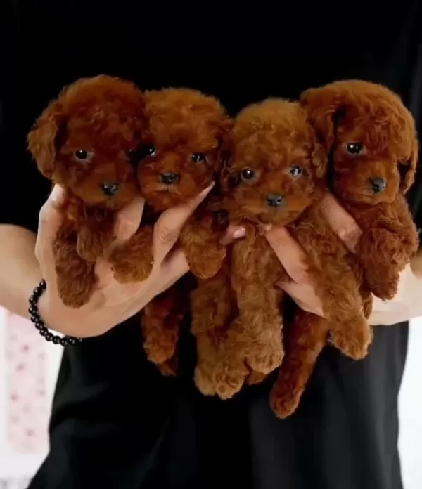 Toy Poodle Teacup Kore Yavruları
