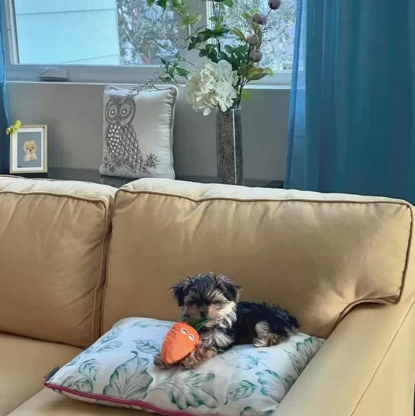 Morkie Kopegimiz 2 Aylık Çok Tatlı