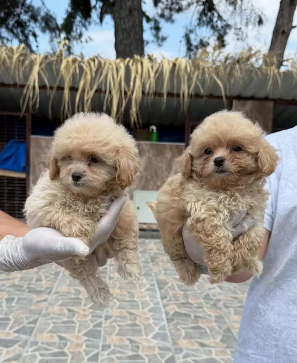 Maltipoo Yavrularımız Yeni Yuvalarını Arıyor