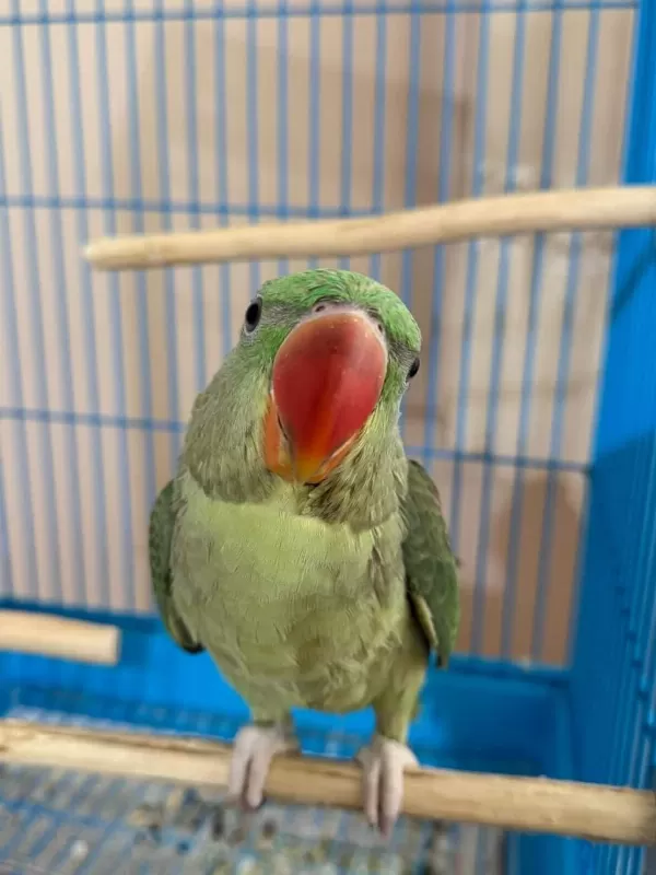 El Besleme Yerli Üretim Bebek Alexander Papağanı
