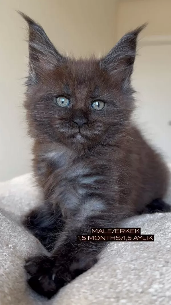 Türkiyenin Her Yerine Teslim Xxl Maine Coon Kediler