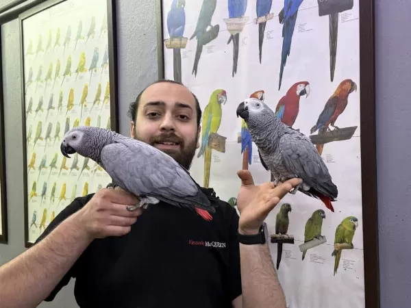 200 Kelime Konuşan Jako Papağanimiz