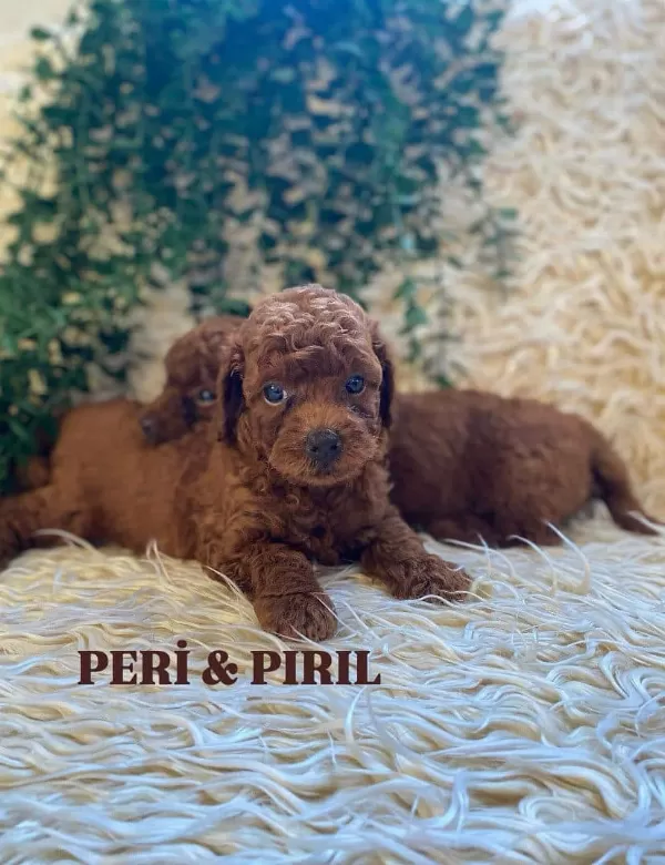 Oyun Seven Ve Akıllı Mini Toy Poodle Yavruları