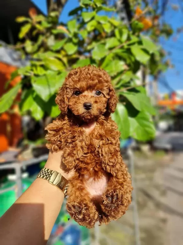 Mini Toy Poodle Aşılı Bebeklerimiz