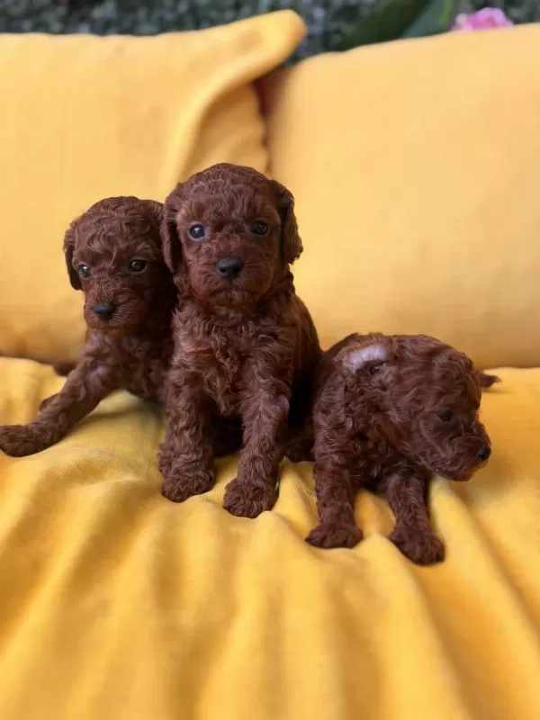 Kahverengi Mini Toy Poodle Bebekler