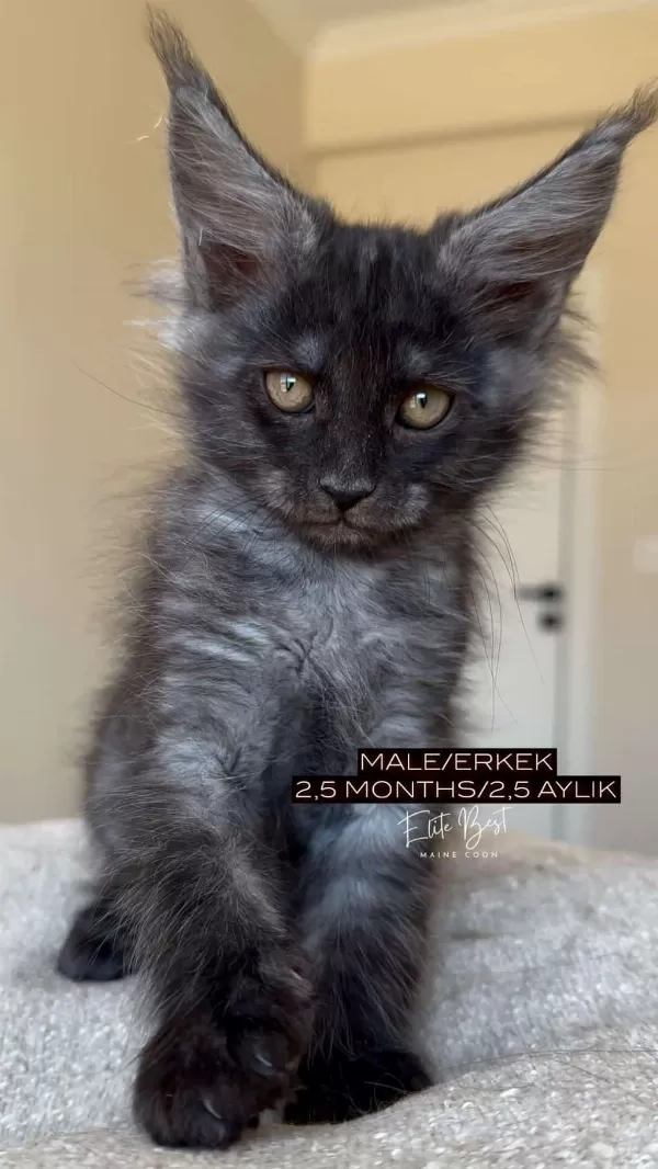 Türkiyenin Her Yerine Teslim Xxl Maine Coon Kediler