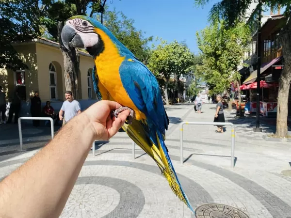 Eğitimli Konuşan Macaw Papağanimiz