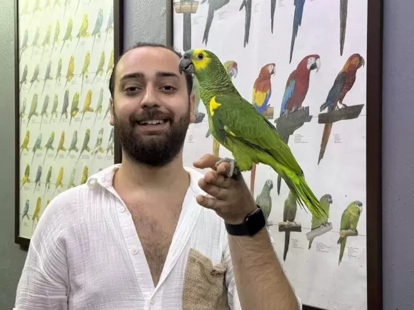 Üst Düzey Bluefront Amazon Papağanimiz
