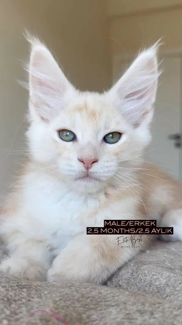 Türkiyenin Her Yerine Teslim Xxl Maine Coon Kediler