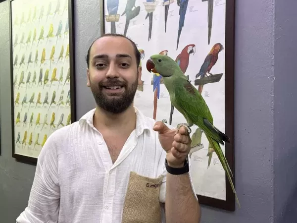 Eğitimli Yavru Alexander İskender Papağanı