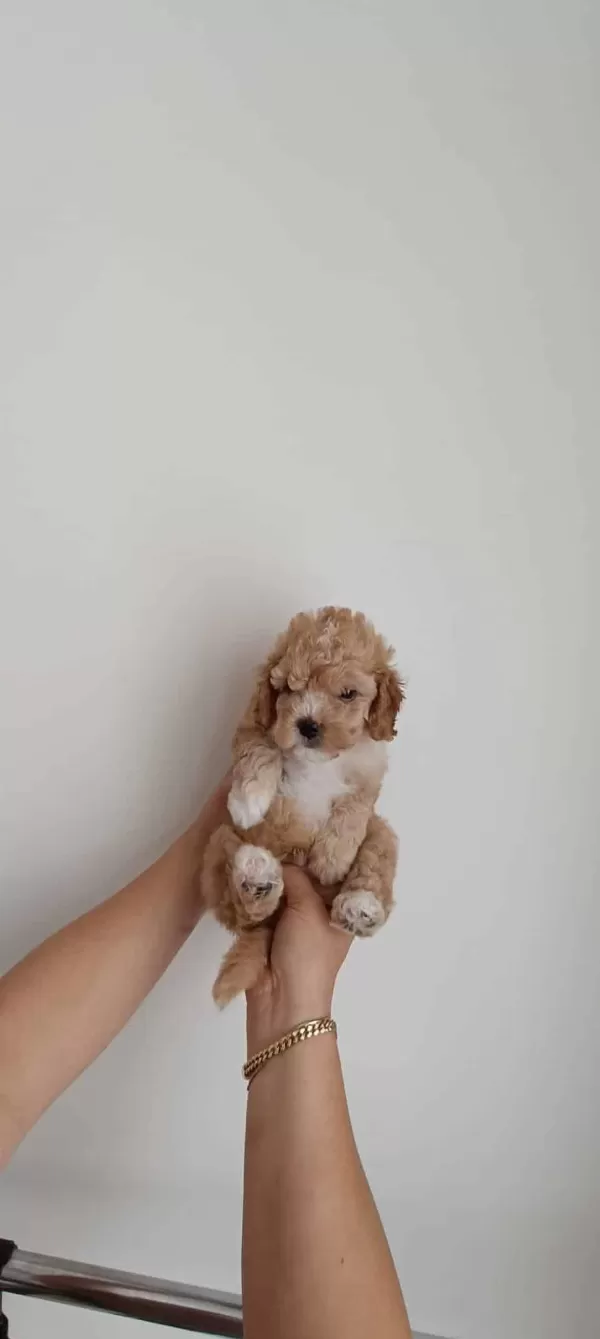 Toy Poodle Yavru Ucretli Sahiplendirme