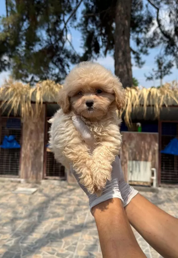 Maltipoo Yavrularımız Yeni Yuvalarını Arıyor