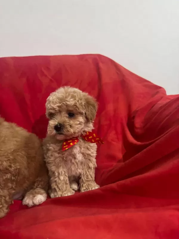 Oyuncak Gibi Sevimli Dizayn Maltipoo Bebekleri