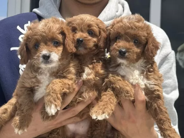 Köpek Çiftliğinden F1 Maltipoo Yavruları