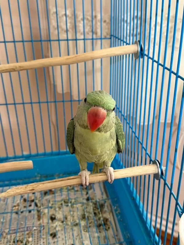 El Besleme Yerli Üretim Bebek Alexander Papağanı