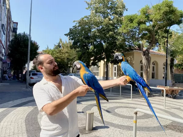 Eğitimli Konuşan Macaw Papağanimiz