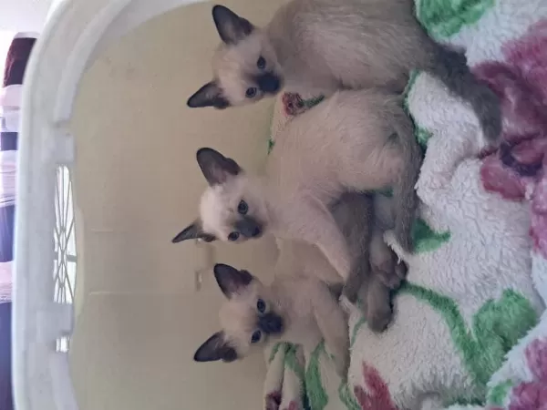 Safkan Kieik Kuyruk Siyam Kedi Yavruları