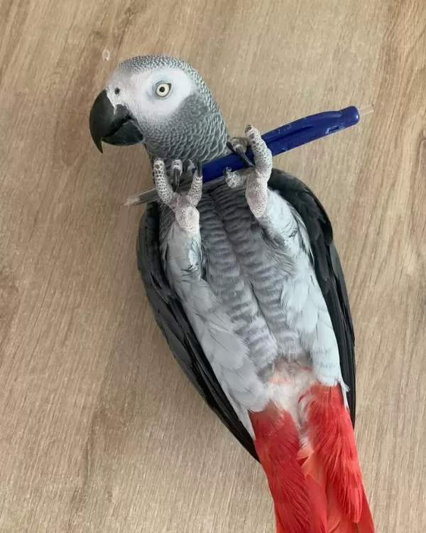 Üst Düzey Konuşan Jako Papağanlarımız