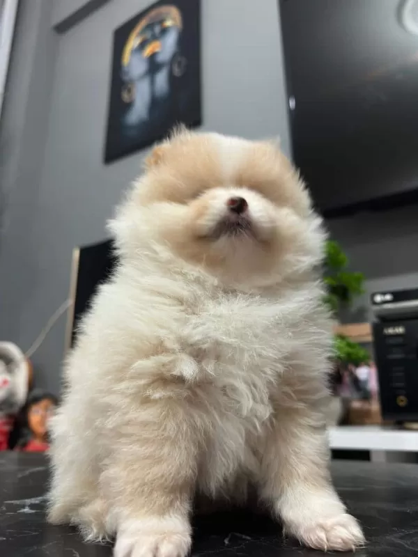 3 Aylık Pomerian Erkek Yavru İstanbul